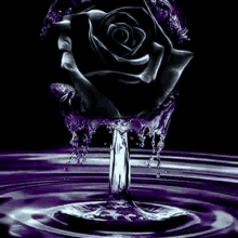 a black rose is sitting on top of a purple surface .