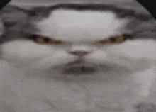 a close up of a cat 's face with a very angry look on its face .