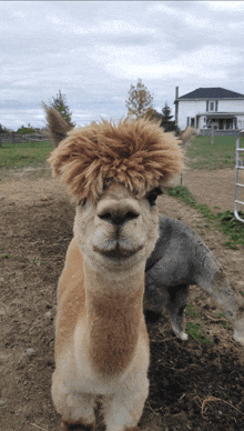 a close up of an alpaca 's face looking at the camera