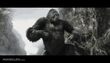 a gorilla is standing on top of a rocky hill .