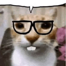 a close up of a cat wearing glasses with a speech bubble .