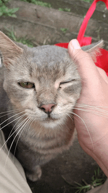 a close up of a person petting a cat 's face