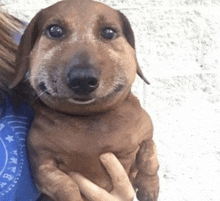 a person is holding a small brown dog with a beehive on its face