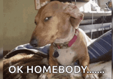 a dog laying on a bed with the words ok homebody written below it