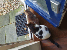 two cats looking out of a blue doorway