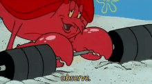 a cartoon lobster is lifting a barbell on the beach and says `` observe '' .