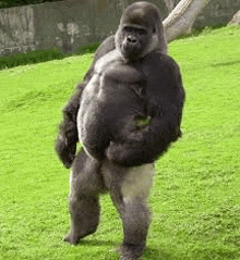 a gorilla is standing on its hind legs in a field .