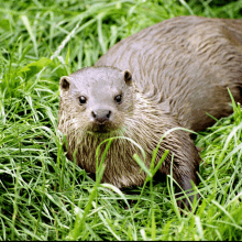 a close up of an otter in the grass looking at the camera