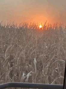 a sunset over a field of corn plants