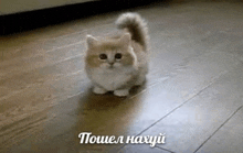 кот Meme