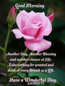 a pink rose with the words good morning another day another blessing and another chance at life above it