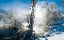 a photo of a snowy forest taken by samedan graafbonden