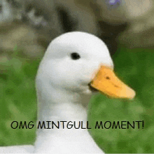 a white duck with a yellow beak and the words `` omg mintgull moment '' written on it .