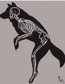 a black and white drawing of a wolf with a skeleton in its mouth