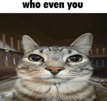 a cat is looking at the camera with the words `` who even you '' written below it .