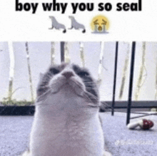 a cat is looking up at the sky with the caption boy why you so seal