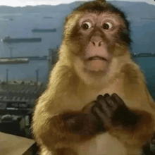 a close up of a monkey with a surprised look on his face