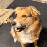 a brown and white dog sitting on a black mat with its mouth open
