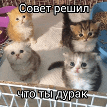 four kittens are sitting in a cage with the caption совет решил что ты дурак