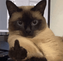 a siamese cat is giving the middle finger to the camera