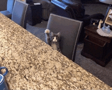 a cat sitting on a chair with its paw up on a granite counter top