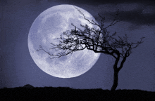 a tree is silhouetted against a full moon at night