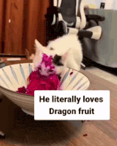 a cat is eating a bowl of dragon fruit with the caption he literally loves dragon fruit