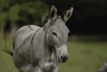 a donkey is standing in a grassy field looking at the camera