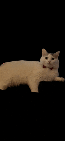 a white cat wearing a red bow tie is laying down