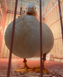 a white duck is standing in a pink cage and looking at the camera