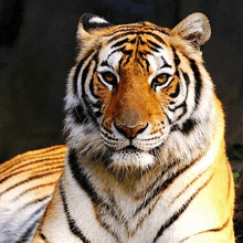 a close up of a tiger with a black background