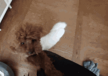 a small brown dog with a white tail is playing with a person 's leg