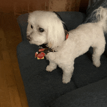 a small white dog standing on a blue couch with a tag that says " i love you " on it