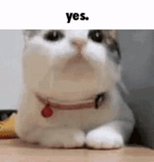 a white cat wearing a red collar is laying on a wooden table .
