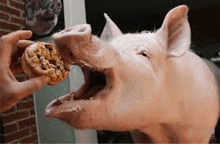 a pig is eating a donut from a person 's hand with its mouth open .