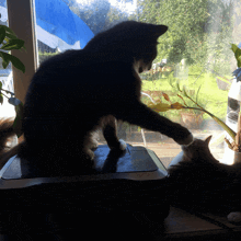 a cat sitting on top of a printer with another cat looking out the window