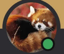 a red panda is in a circle with a green circle in the middle