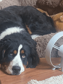 a black and white dog is laying on a bed next to a fan