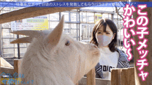 a woman wearing a mask is standing next to a white goat