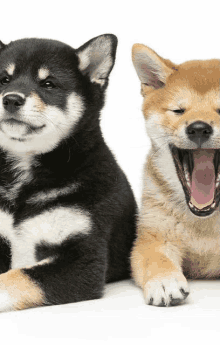 two shiba inu puppies are laying next to each other with their mouths open