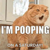 a cat is sitting on a counter with its mouth open and the words `` i 'm pooping on a saturday ''