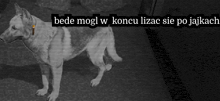 a black and white photo of a dog with the words bede mogl w koncu lizac sie po jajkach above it