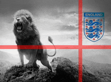 a black and white photo of a lion with the word england in the corner