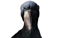 a black bird with a large beak is looking at the camera on a white background