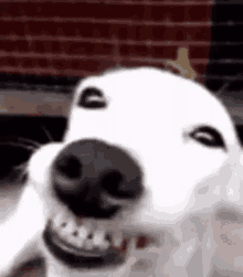 a close up of a white dog 's face with its mouth open .