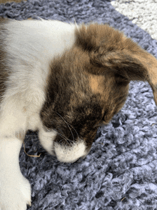 a brown and white cat laying on a blanket with its head down