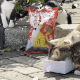 a cat is eating from a white container next to a bag of cat food
