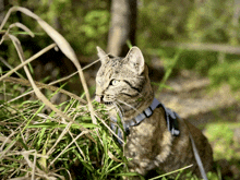 a cat wearing a harness is eating grass