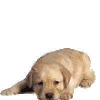 a pixel art of a puppy standing on its hind legs
