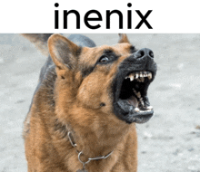 a german shepherd with its mouth open and the word inenix behind it